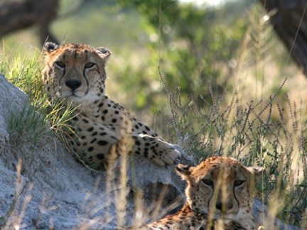 cheetahs